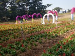 -松山湖梦幻百花洲