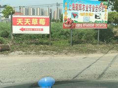 -青浦采草莓天天草莓园