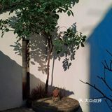 坐拥「东莞」字标打卡台✍