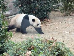 -成都动物园
