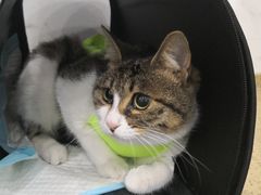-伟伟宠物医院·CT影像中心·瑞派犬猫综合性门诊(汉口总院)