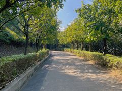 -田心森林公园