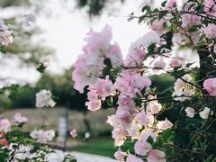 -松山湖梦幻百花洲