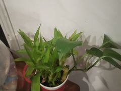 -裕和堂中医推拿艾灸(太古汇臻品店)