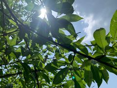 -铁山坪森林公园