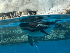 -帝企鹅自助餐厅•儿童岛•真企鹅(长隆企鹅酒店)