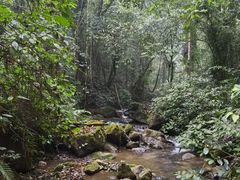 -莫里热带雨林景区