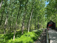 -合肥滨湖国家森林公园