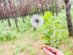 -长春市南湖公园