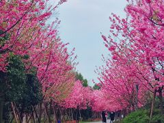 -顾村公园