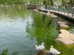 -莲湖公园