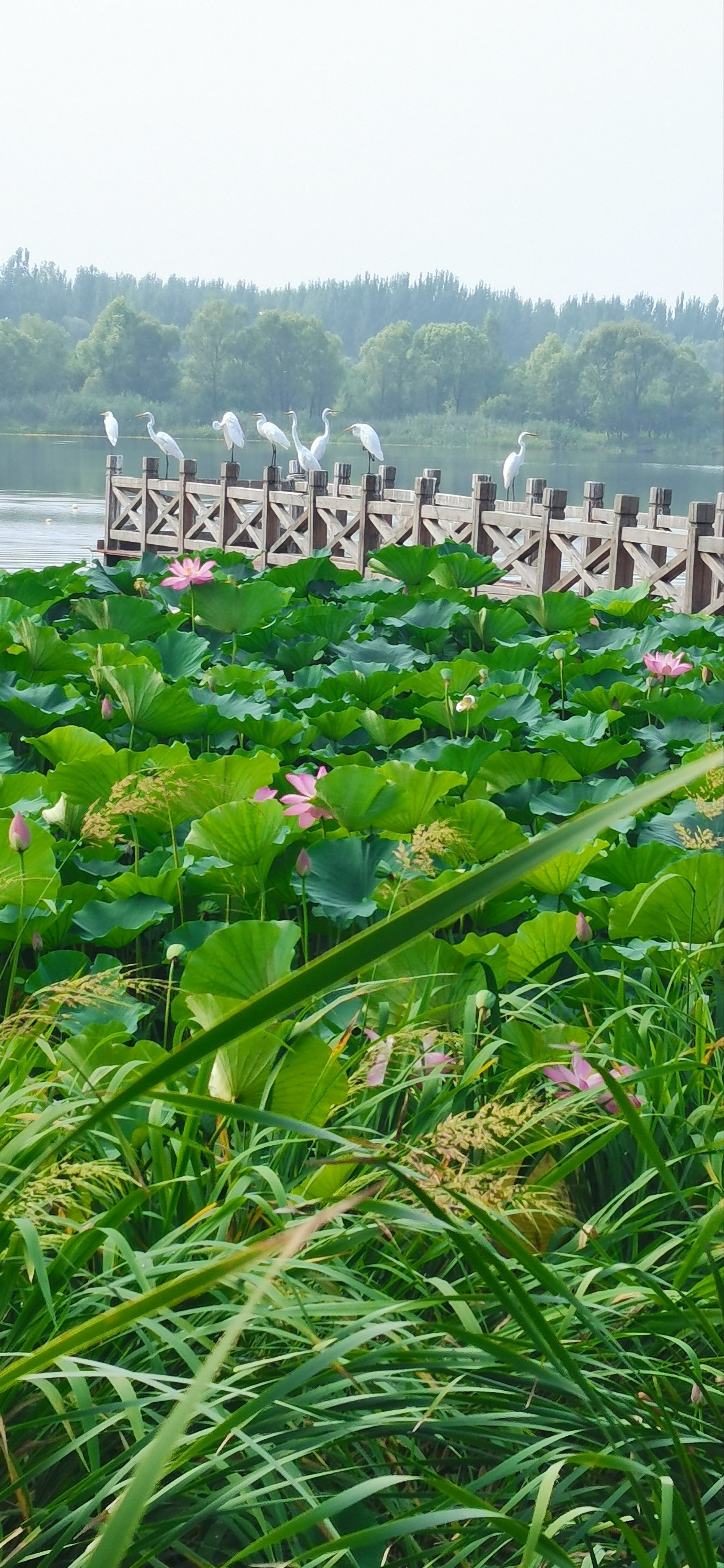 延庆湿地公园一日游