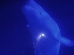 -大连圣亚海洋世界