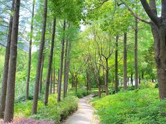 -陈家山荷花公园
