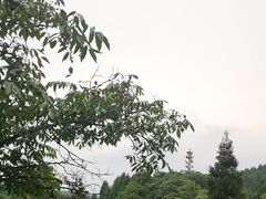 -武陵山森林公园