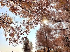 -金塔沙漠胡杨林景区