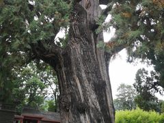-黄帝陵