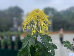 -南山植物园
