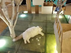 -萌喵宠狗爱心宠咖