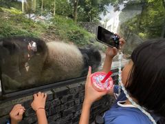 -都江堰中华大熊猫苑
