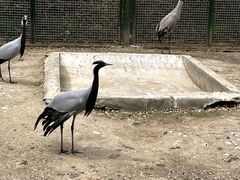 -青藏高原野生动物园
