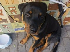 -喵屿·大理花园猫咖