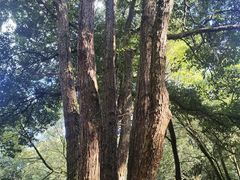 -杭州植物园