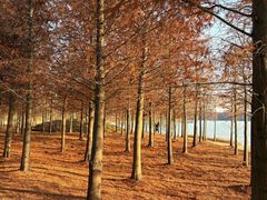 -上海海湾国家森林公园