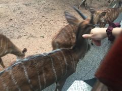 -清迈夜间动物园