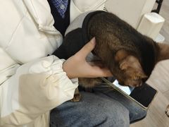 -柴迷FANS CLUB·柴犬狗咖·猫咖