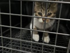 -纳吉亚猫专科动物医院·北北分院