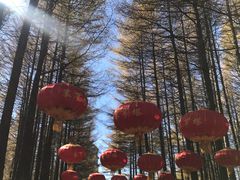 -塞罕坝国家级自然保护区