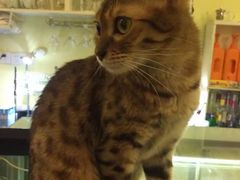 -猫色咖啡·猫咖