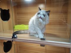 -猫十亿·布偶金渐层·曼基康矮脚猫舍(青年路店)