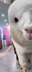 -神奇动物撸宠馆·羊驼·小浣熊·异宠(豫园店)