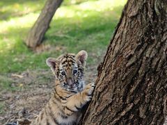 -西霞口神雕山野生动物世界