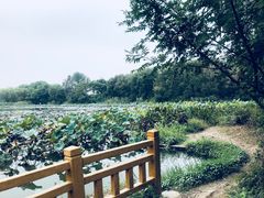 -新江湾城公园