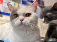 -平行世界·猫咖(首经贸店)