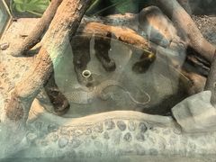 -上海大自然野生昆虫馆(东方明珠·爬宠昆虫探索中心)