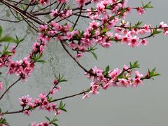 -南汇桃花村