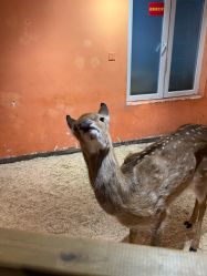 -Zoolung Zoolung动物主题公园(海信广场店)