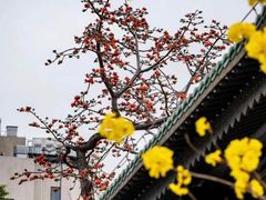 -光孝寺