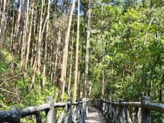 -九龙江国家森林公园