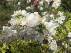 -南汇桃花村