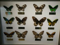 -上海昆虫博物馆