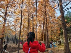 -白水寺森林公园