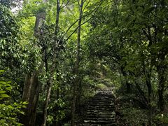 -天目山大树王景区