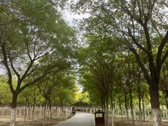 -西青郊野公园