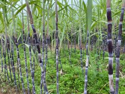 -凡碧诗毛孔清洁收细