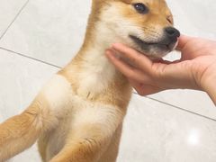 -柴犬小屋·柴餐厅·狗咖食堂(金鼎广场店)